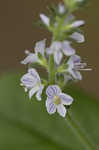 Common gypsyweed